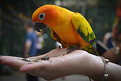 Exotic Pet & Bird Consultations