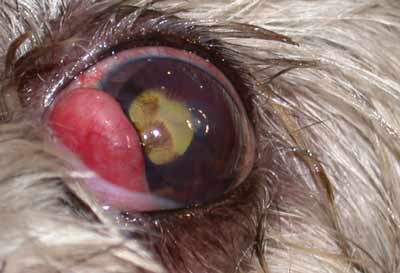 cherry eye scarring ulcer cornea
