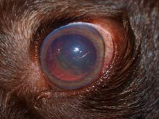 Glaucoma In Dogs