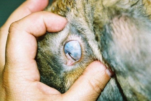 360 degree corneal graft rabbit