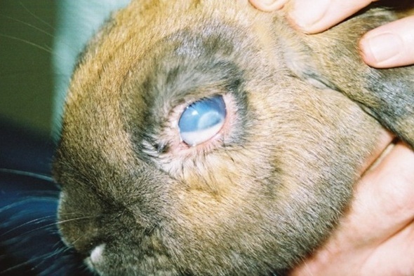 Melting ulcer with spectacular hypopyon rabbit